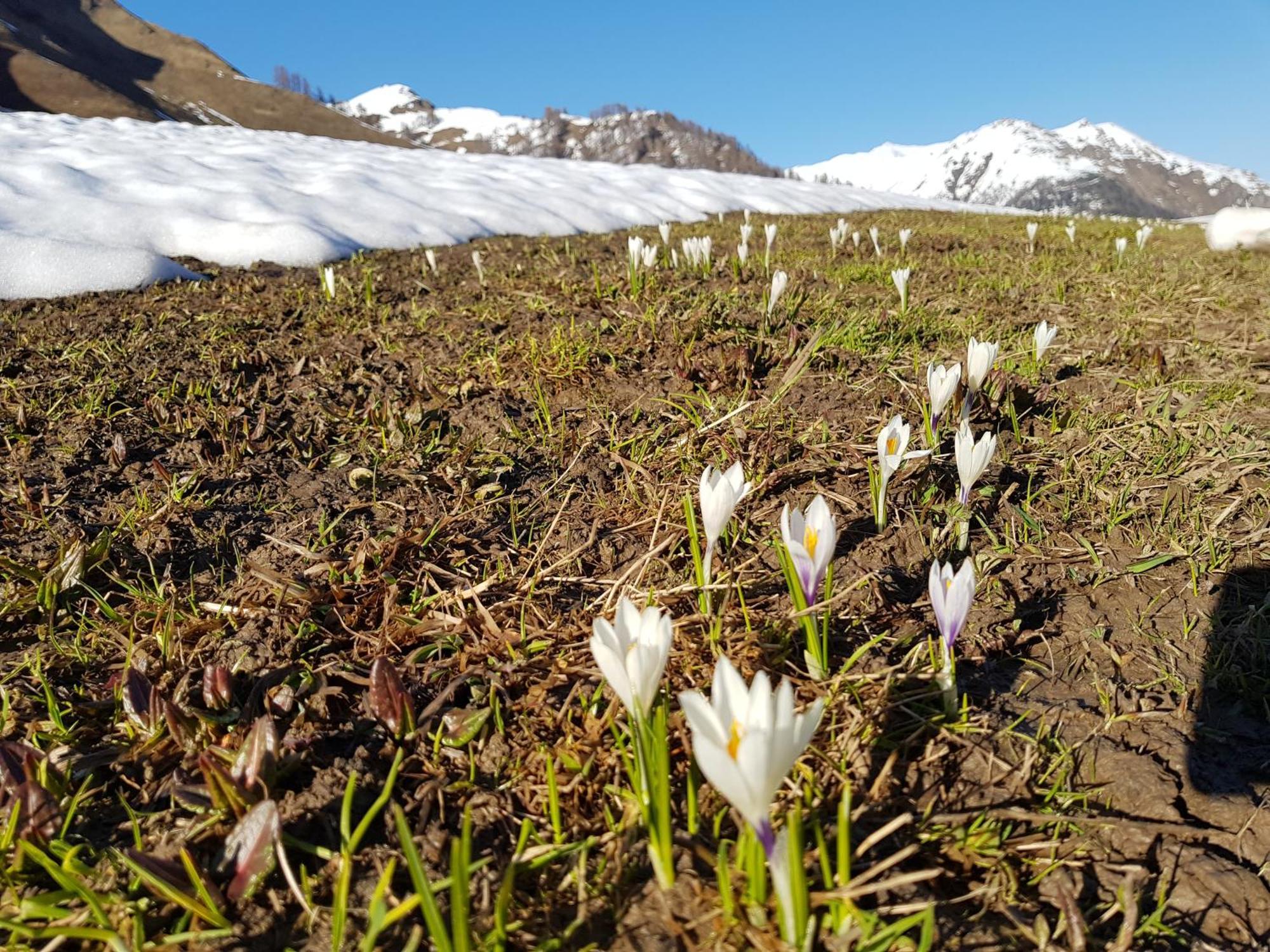 Apart Foresta Samnaun Eksteriør billede